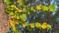 lípa strom leaves-3767524 1280